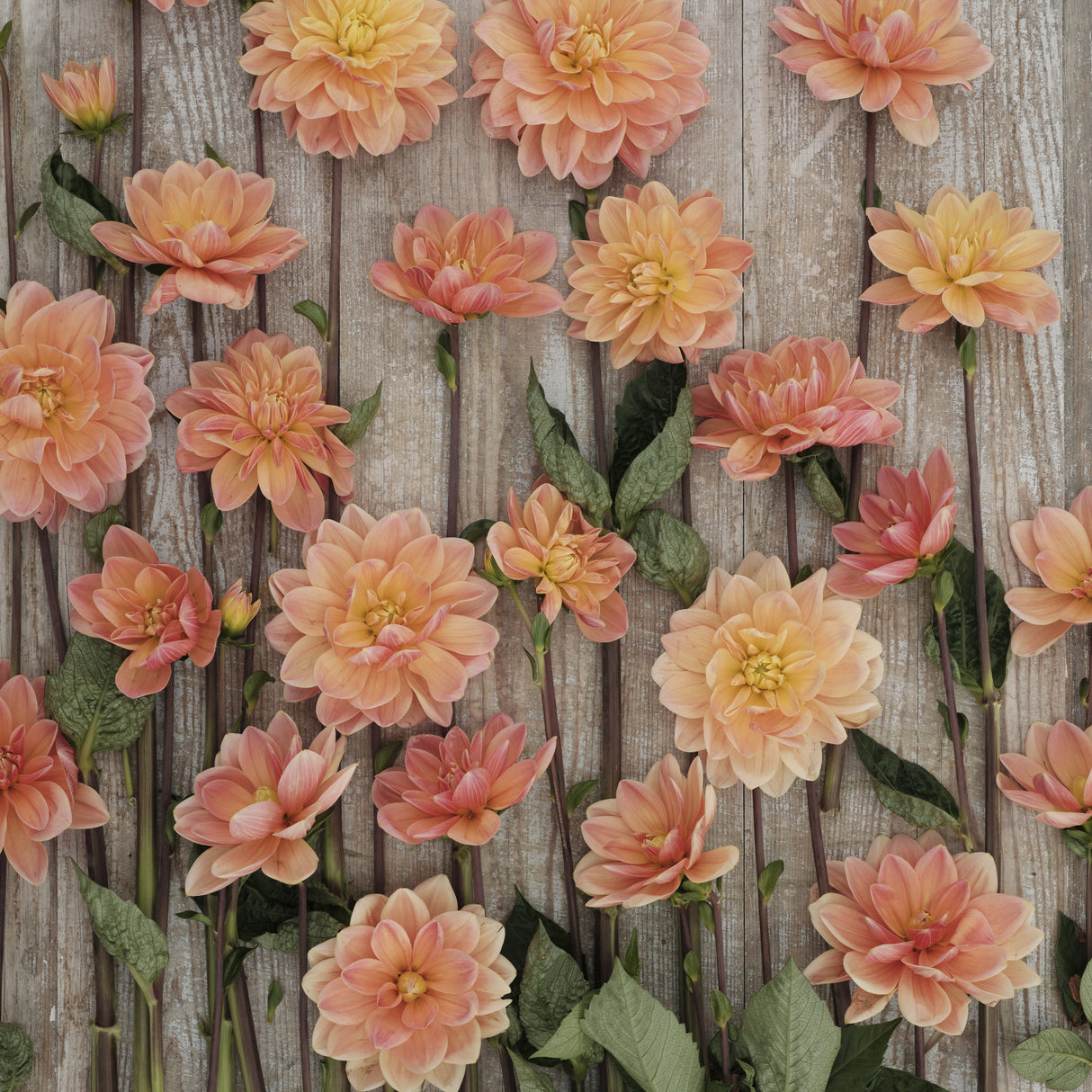 Dahlia 'Mister Frans'