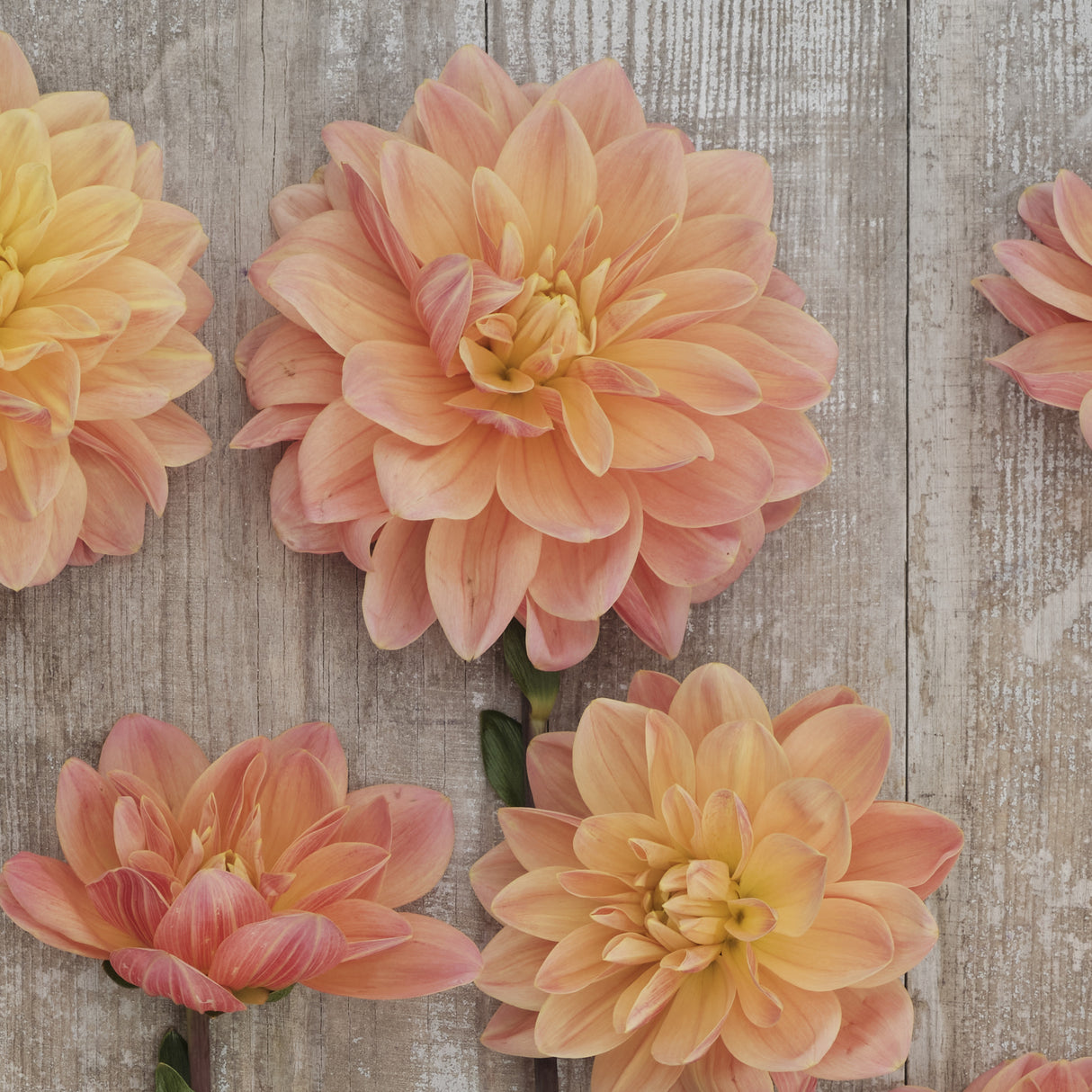 Dahlia 'Mister Frans'