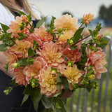 Dahlia 'Mister Frans'