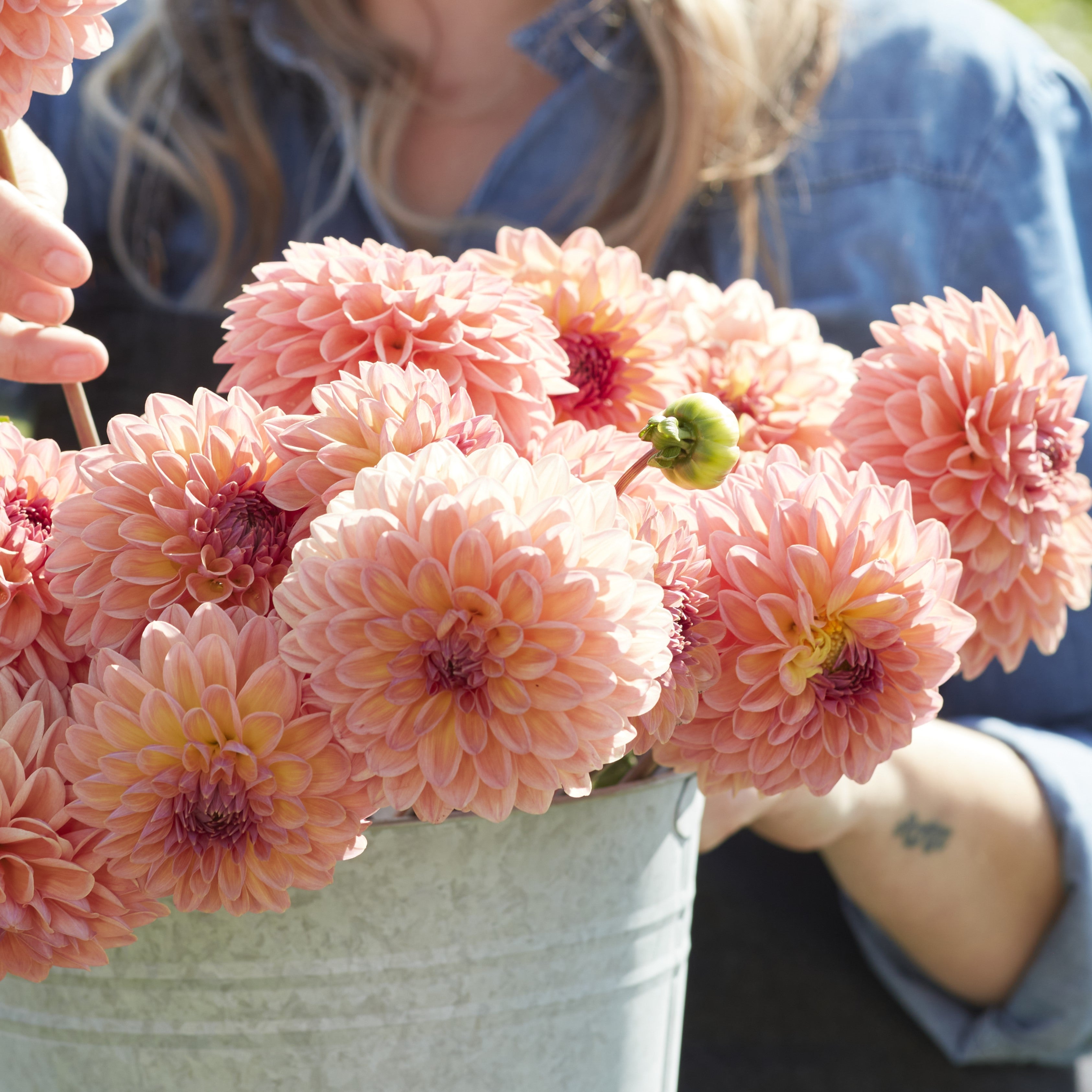 Dahlia 'Moderato'