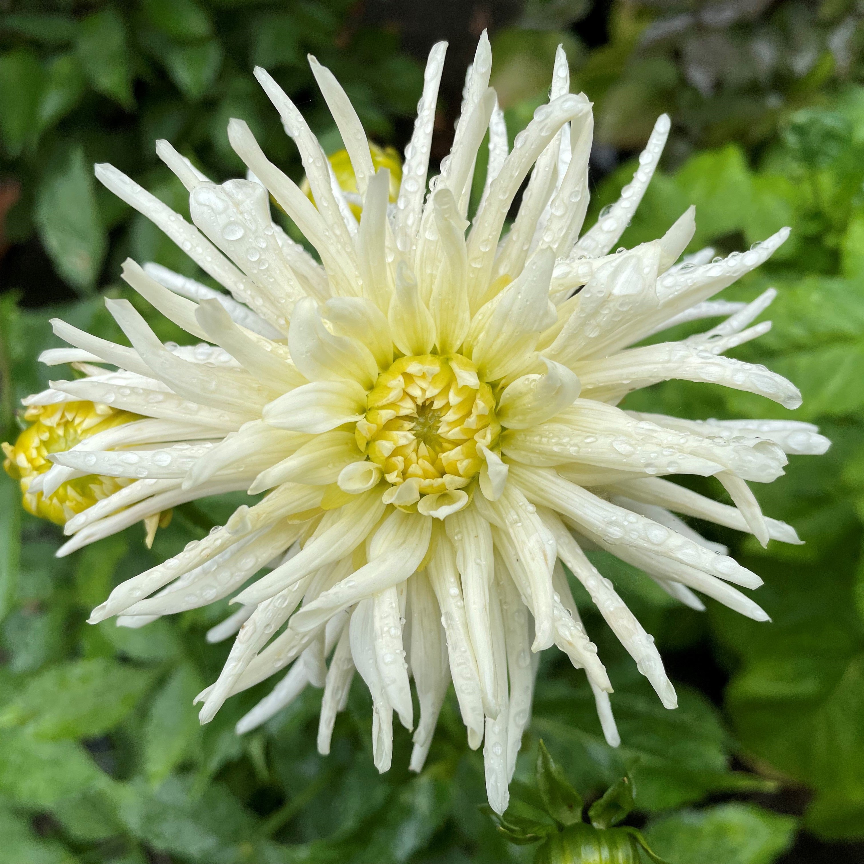 Dahlia 'My Love'