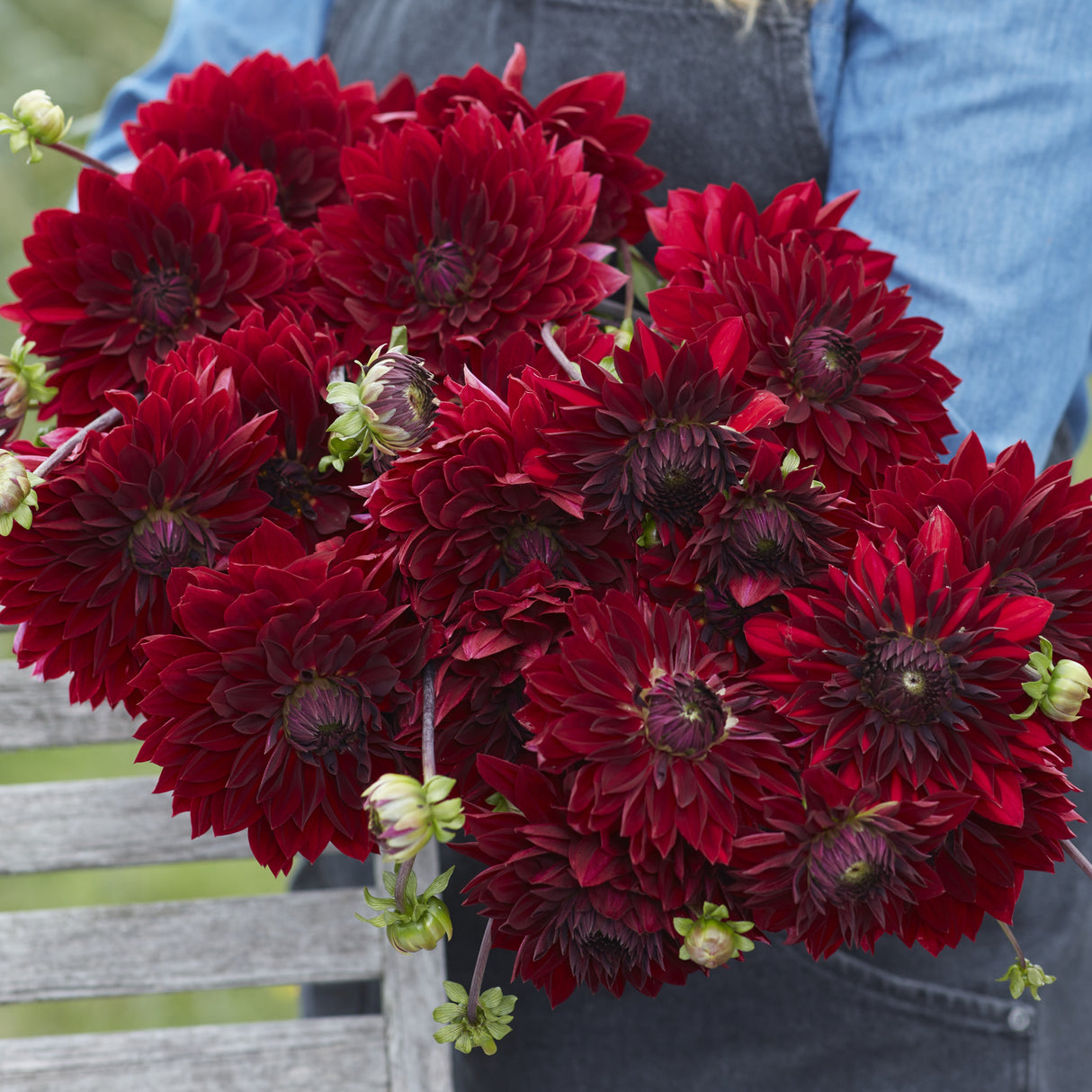 Dahlia 'National Velvet'
