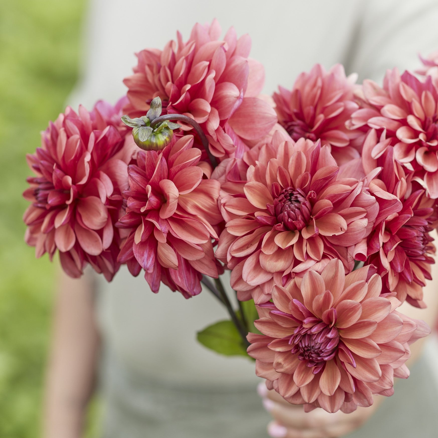 Dahlia 'Negroni Sunset'