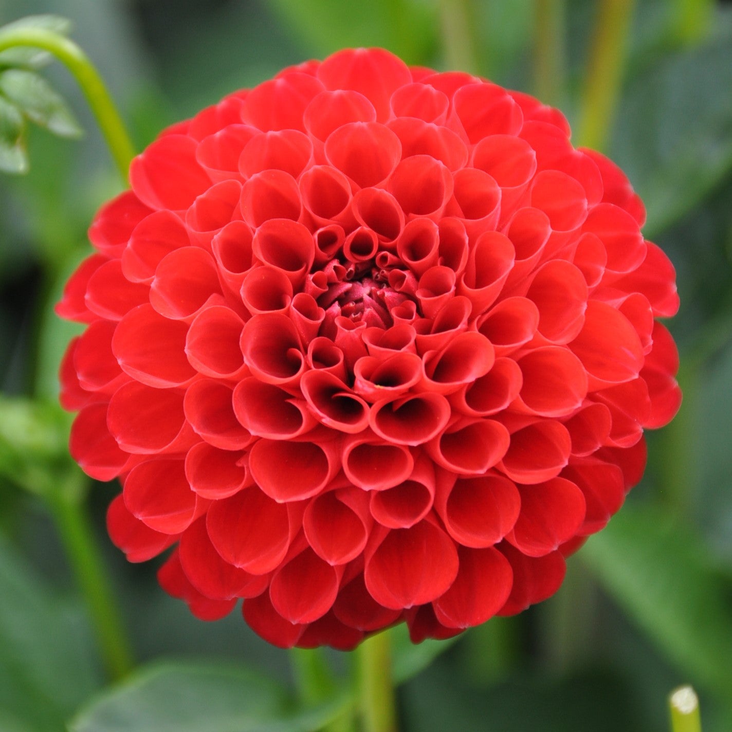 Dahlia 'Nescio'