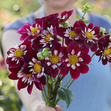 Dahlia 'Night Butterfly'