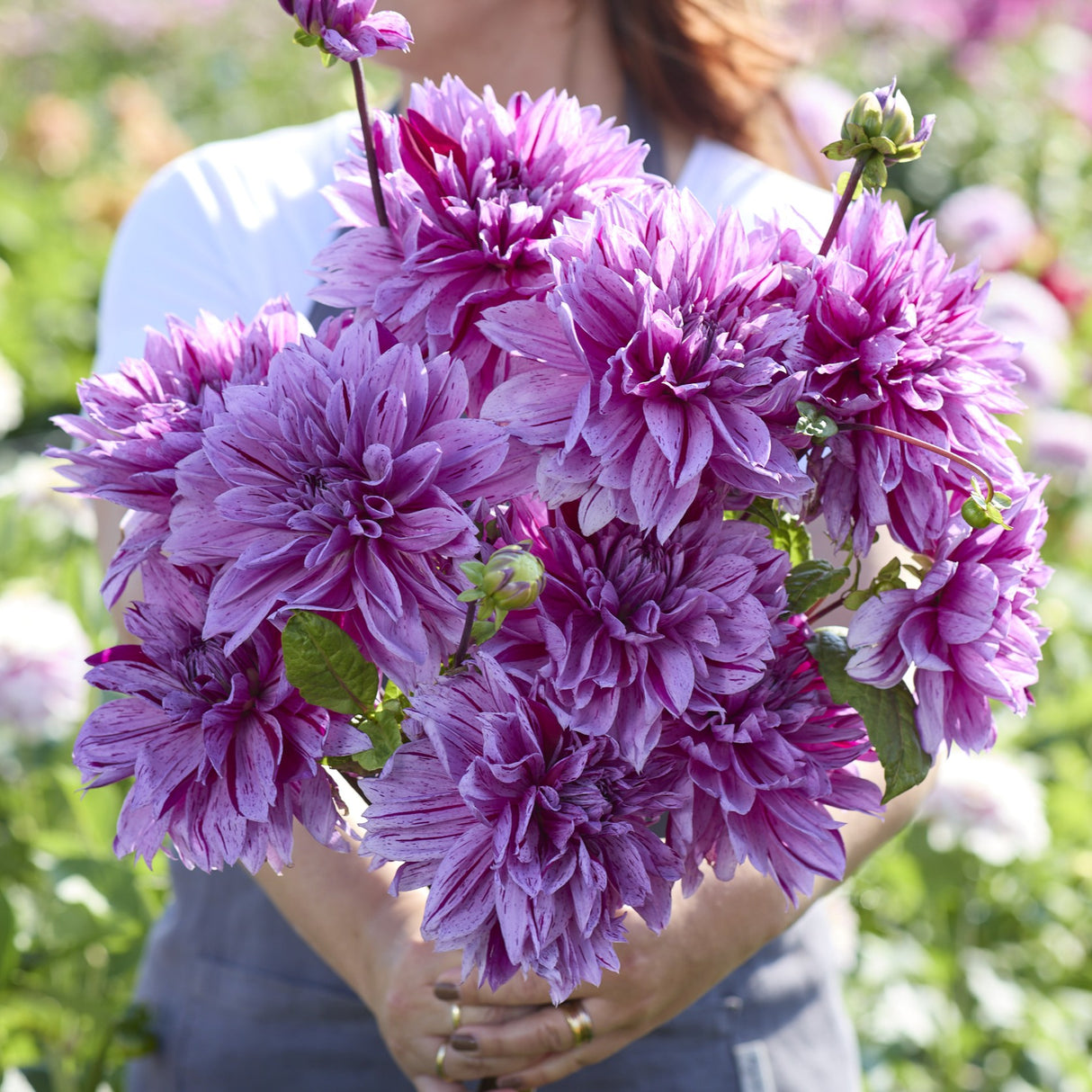 Dahlia 'Nicolas Tesla'