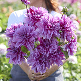 Dahlia 'Nicolas Tesla'