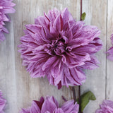 Dahlia 'Nicolas Tesla'