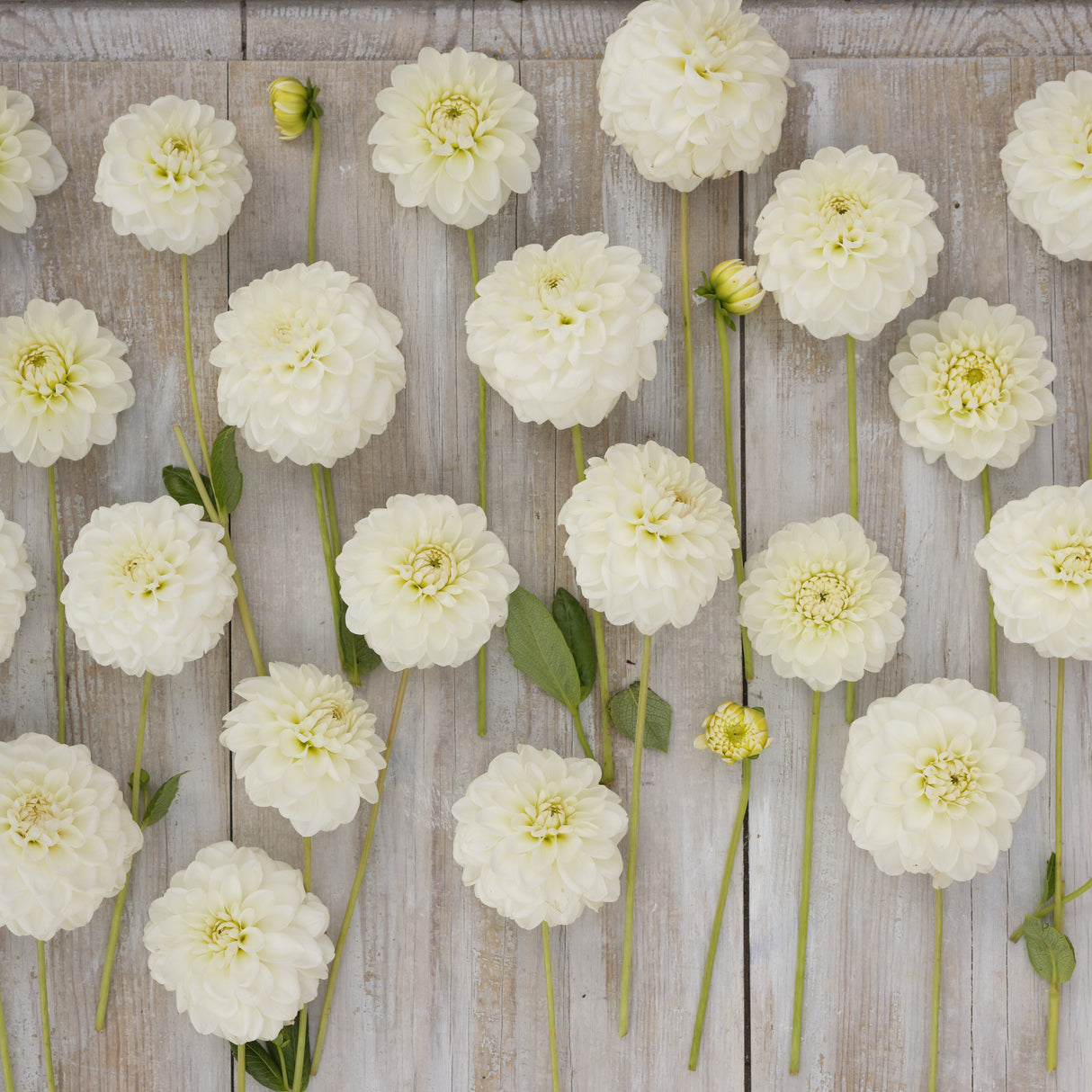 Dahlia 'Opportunity'