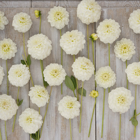 Dahlia 'Opportunity'