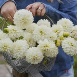 Dahlia 'Opportunity'