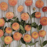 Dahlia 'Orange Cassini'