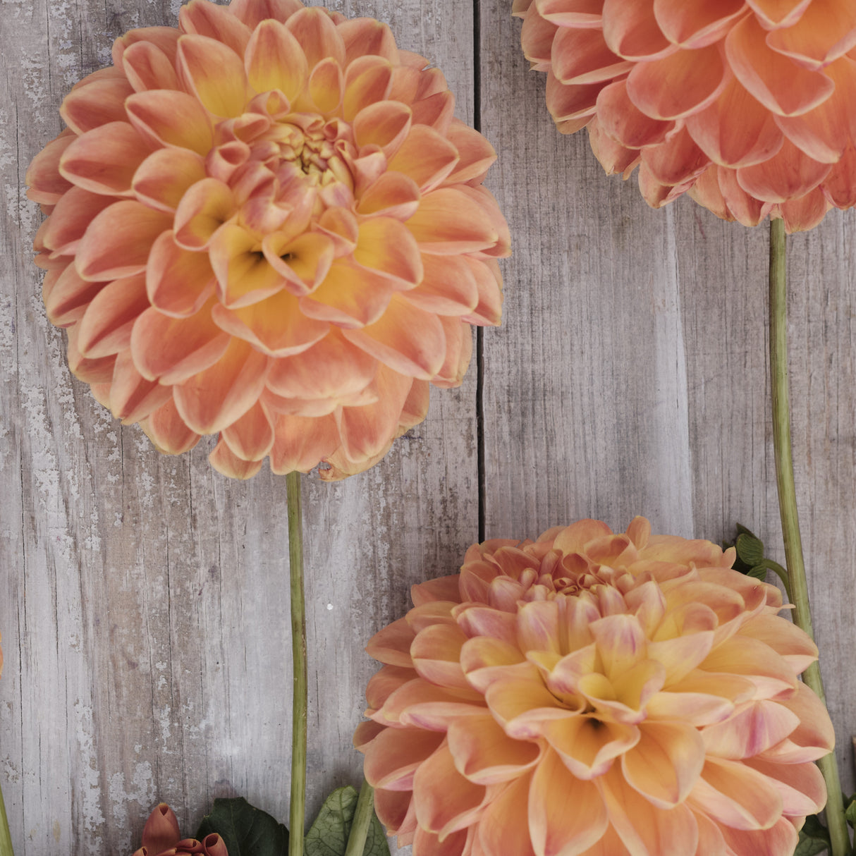 Dahlia 'Orange Cassini'