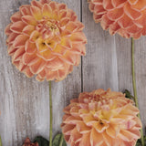 Dahlia 'Orange Cassini'