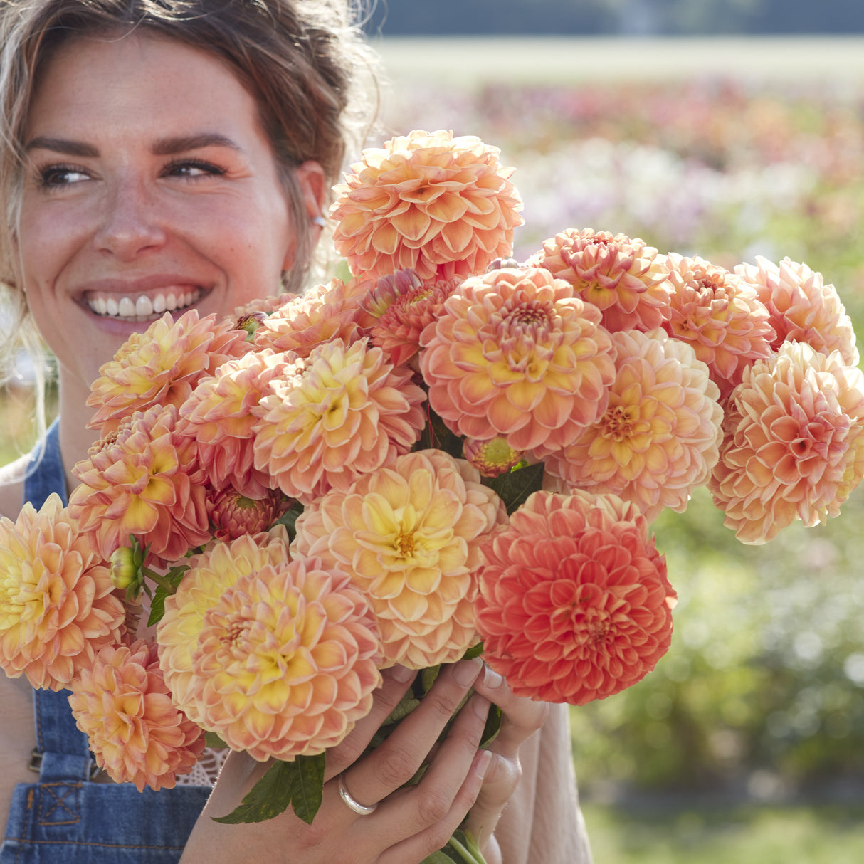 Dahlia 'Orange Cassini'