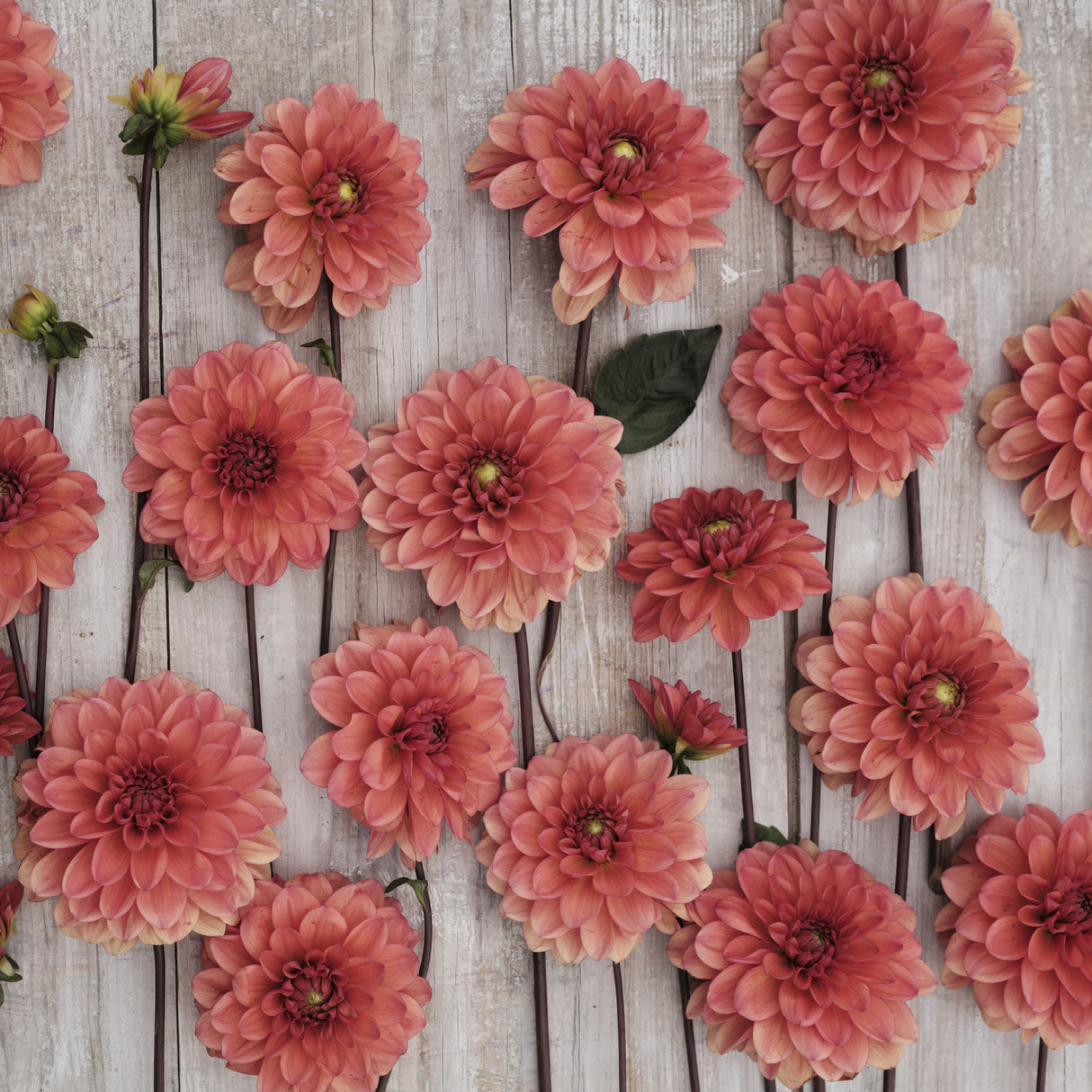 Dahlia 'Orange Girl'