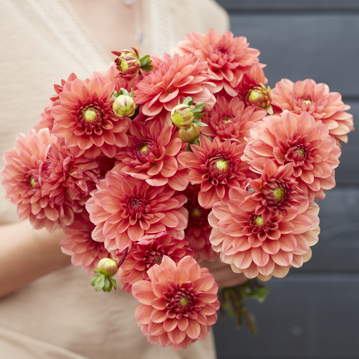 Dahlia 'Orange Girl'