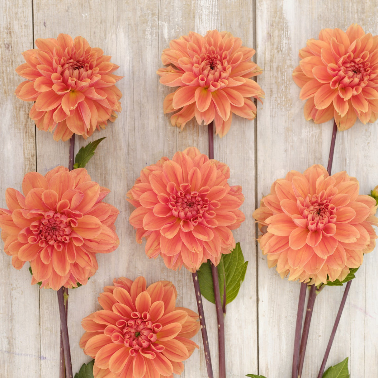 Dahlia 'Orange King'