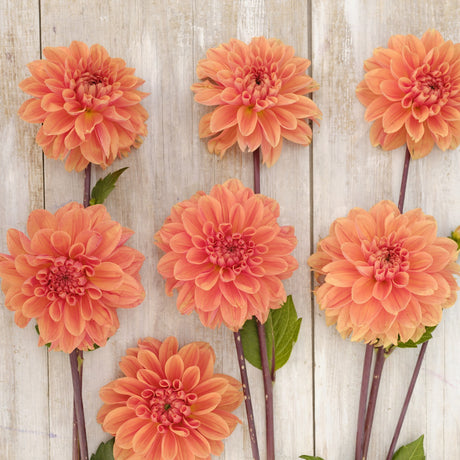 Dahlia 'Orange King'