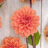 Dahlia 'Orange King'
