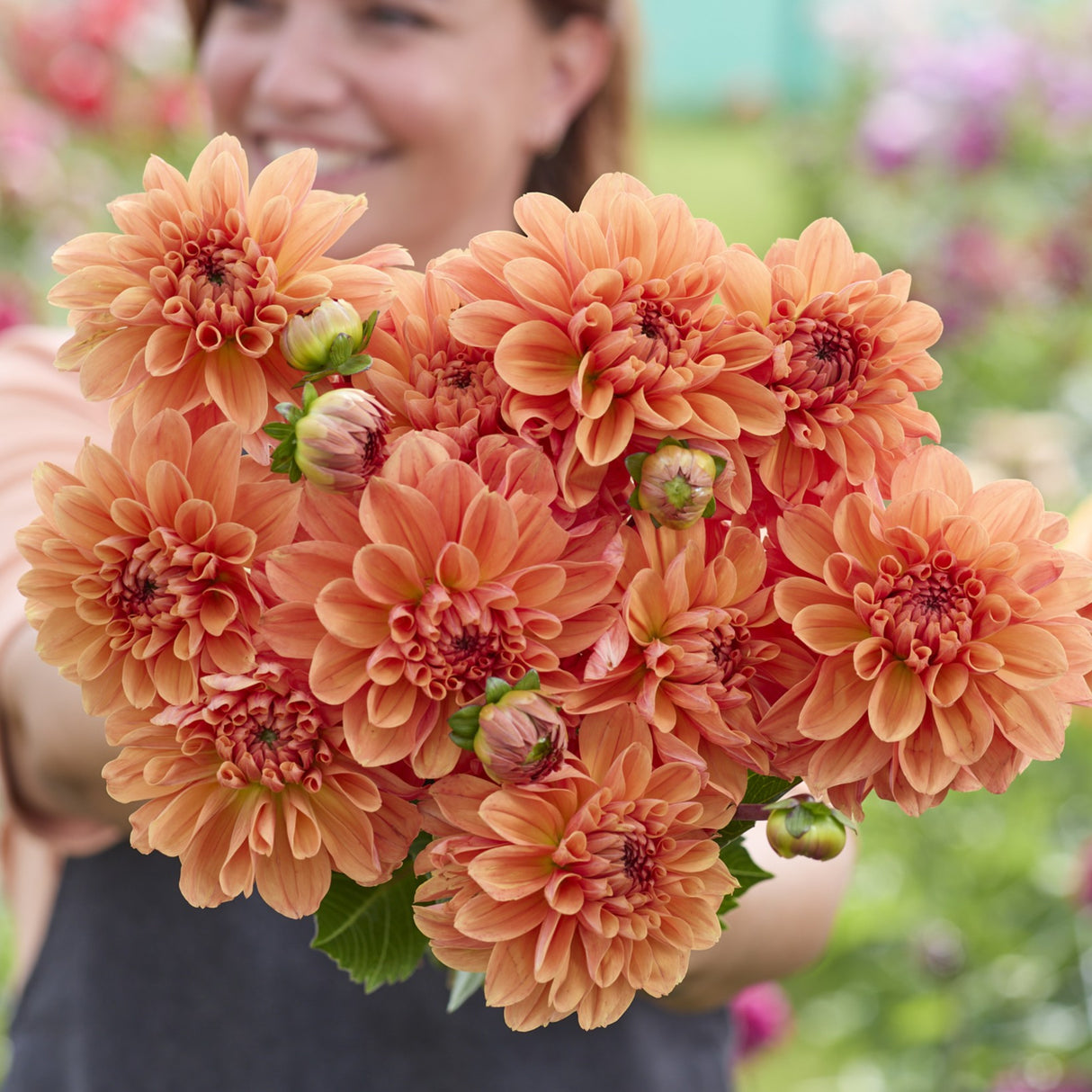 Dahlia 'Orange King'