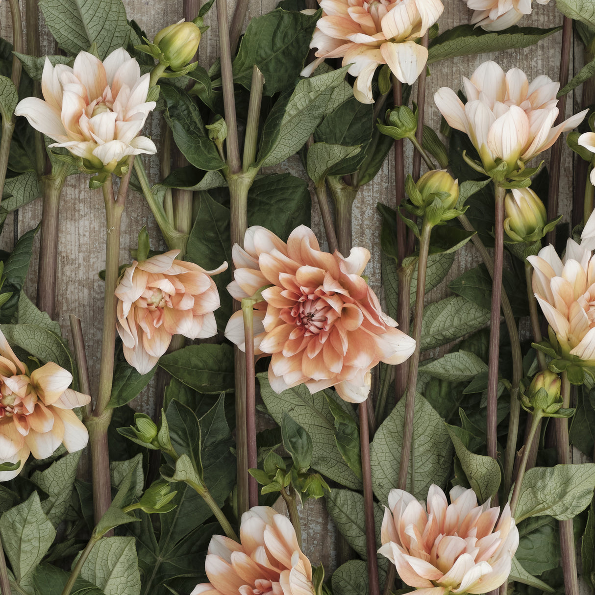 Dahlia 'Orange Perception'