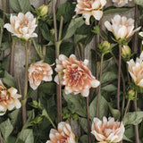 Dahlia 'Orange Perception'