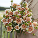 Dahlia 'Orange Perception'