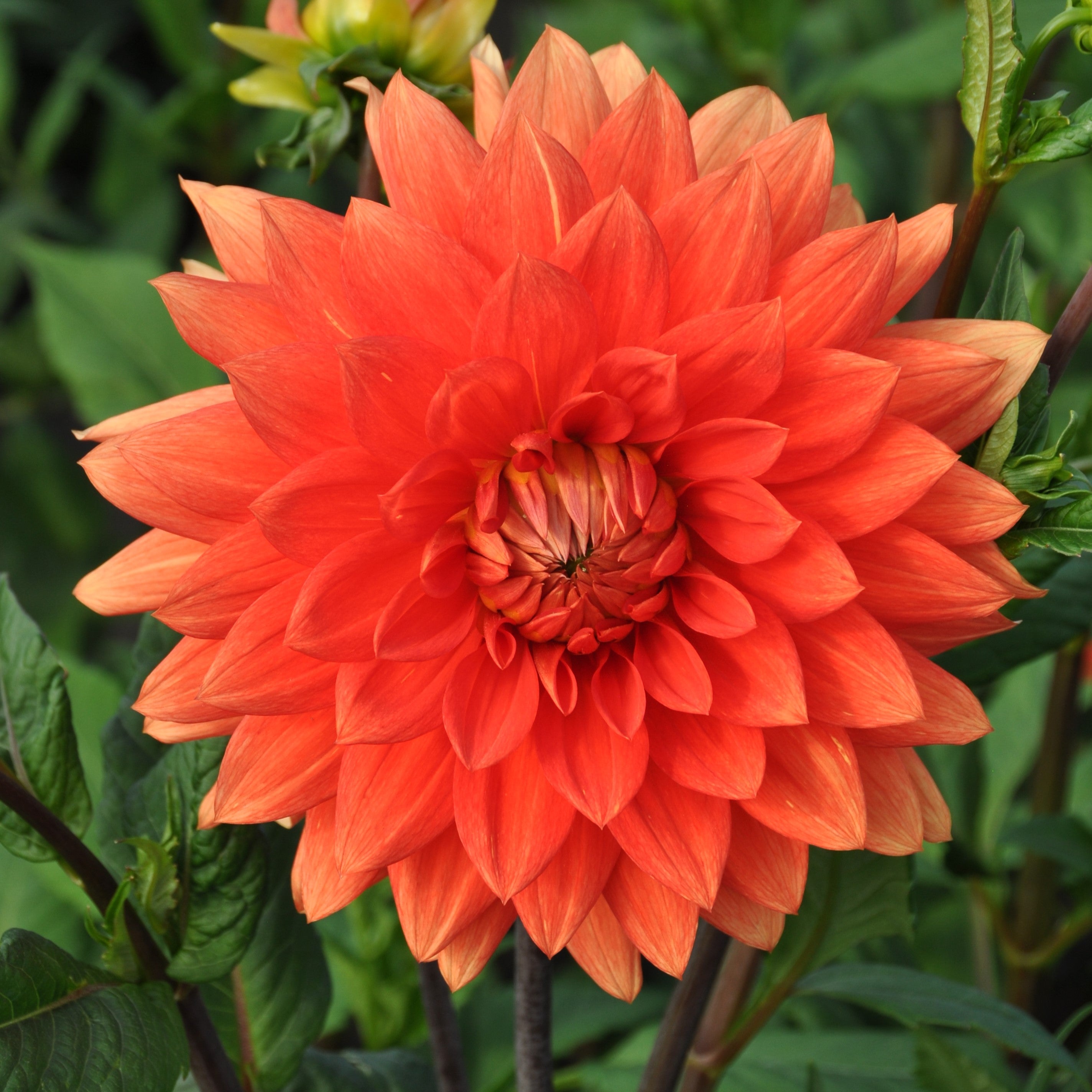 Dahlia 'Orange Sunrise'