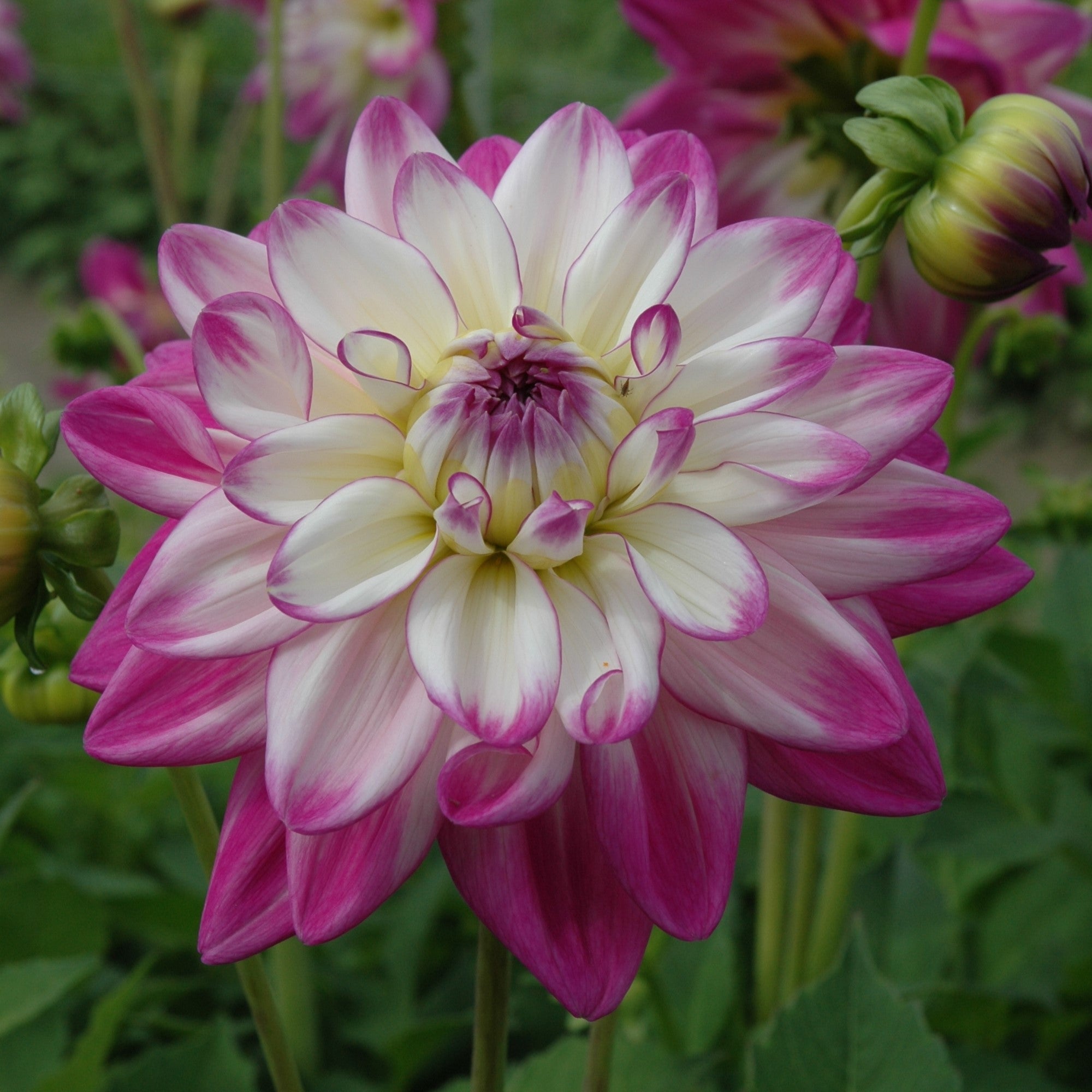 Dahlia 'Orion'