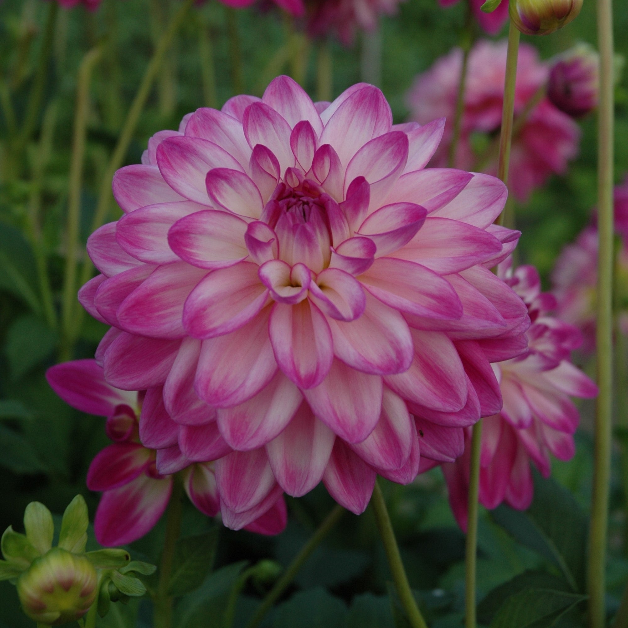 Dahlia 'Orion'