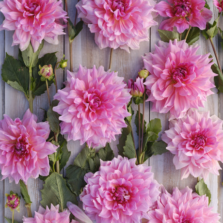 Dahlia 'Otto's Thrill'