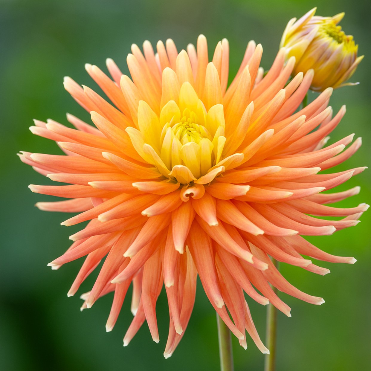 Dahlia 'P.G. Wodehouse'