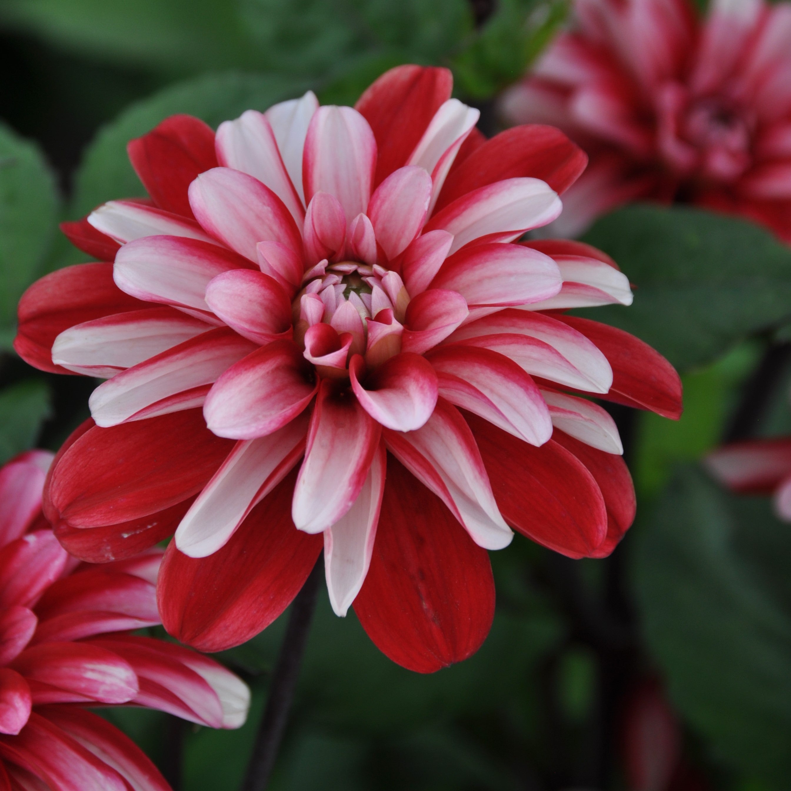 Dahlia 'Pacific Time'