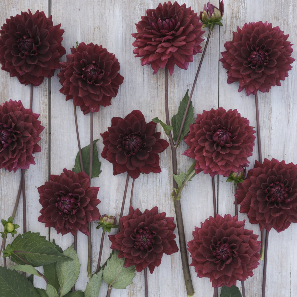 Dahlia 'Painted Black'