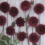 Dahlia 'Painted Black'