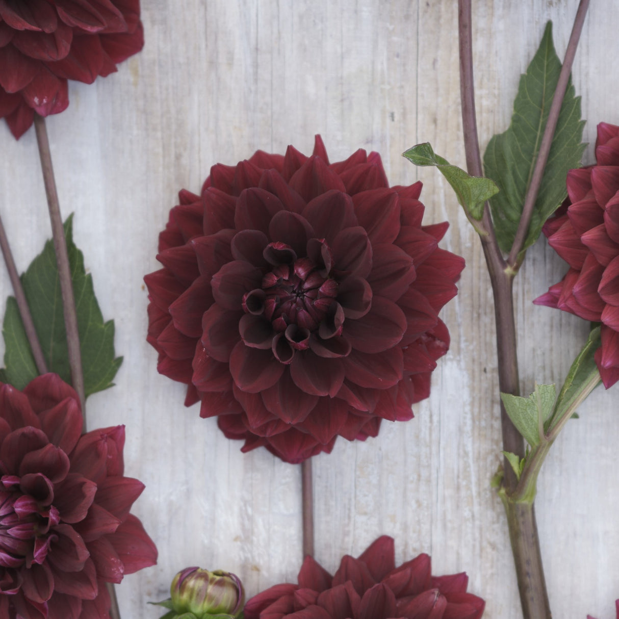 Dahlia 'Painted Black'