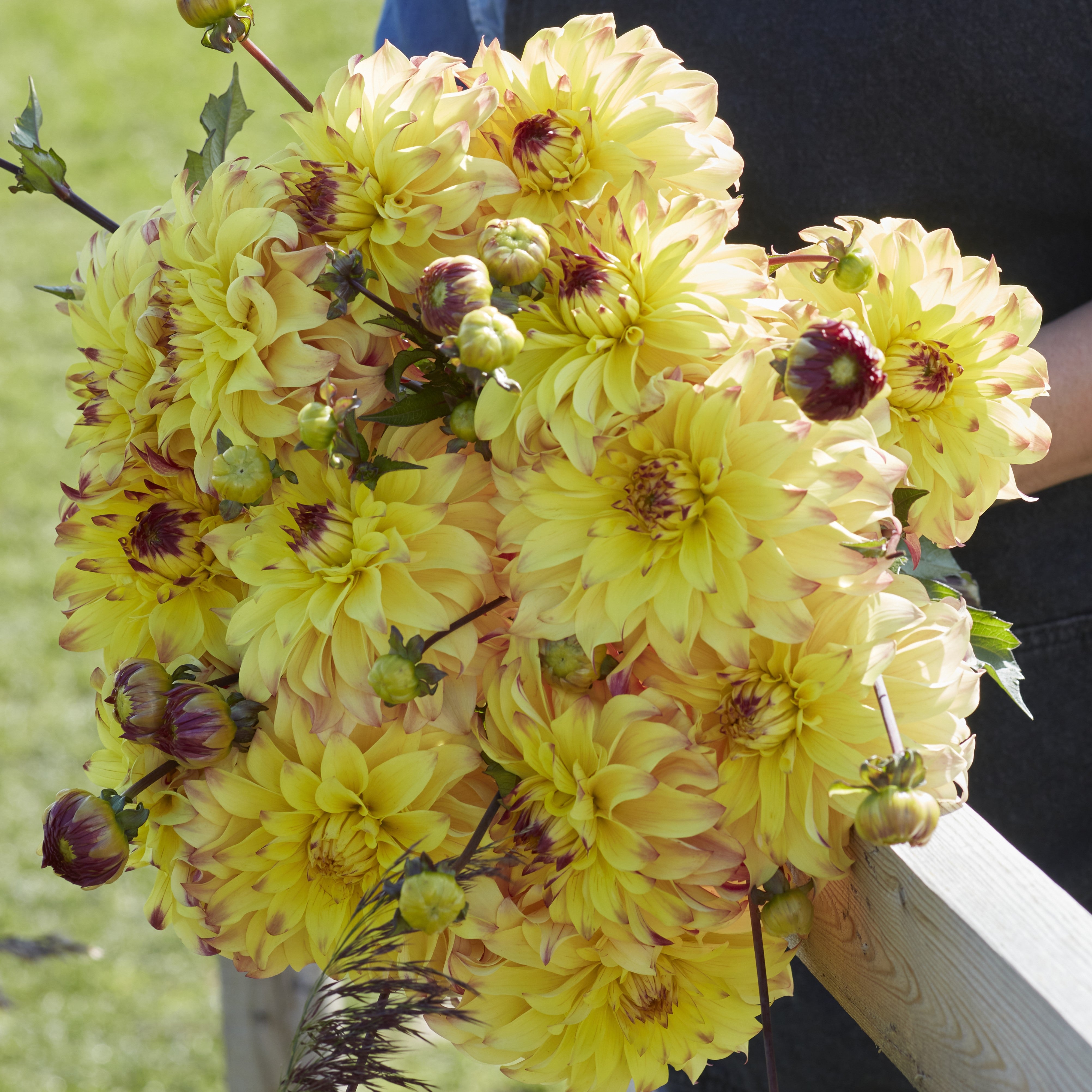 Dahlia 'Parasol'