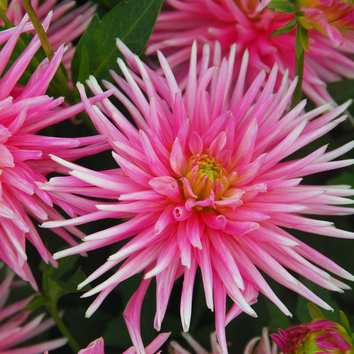Dahlia 'Park Princess'
