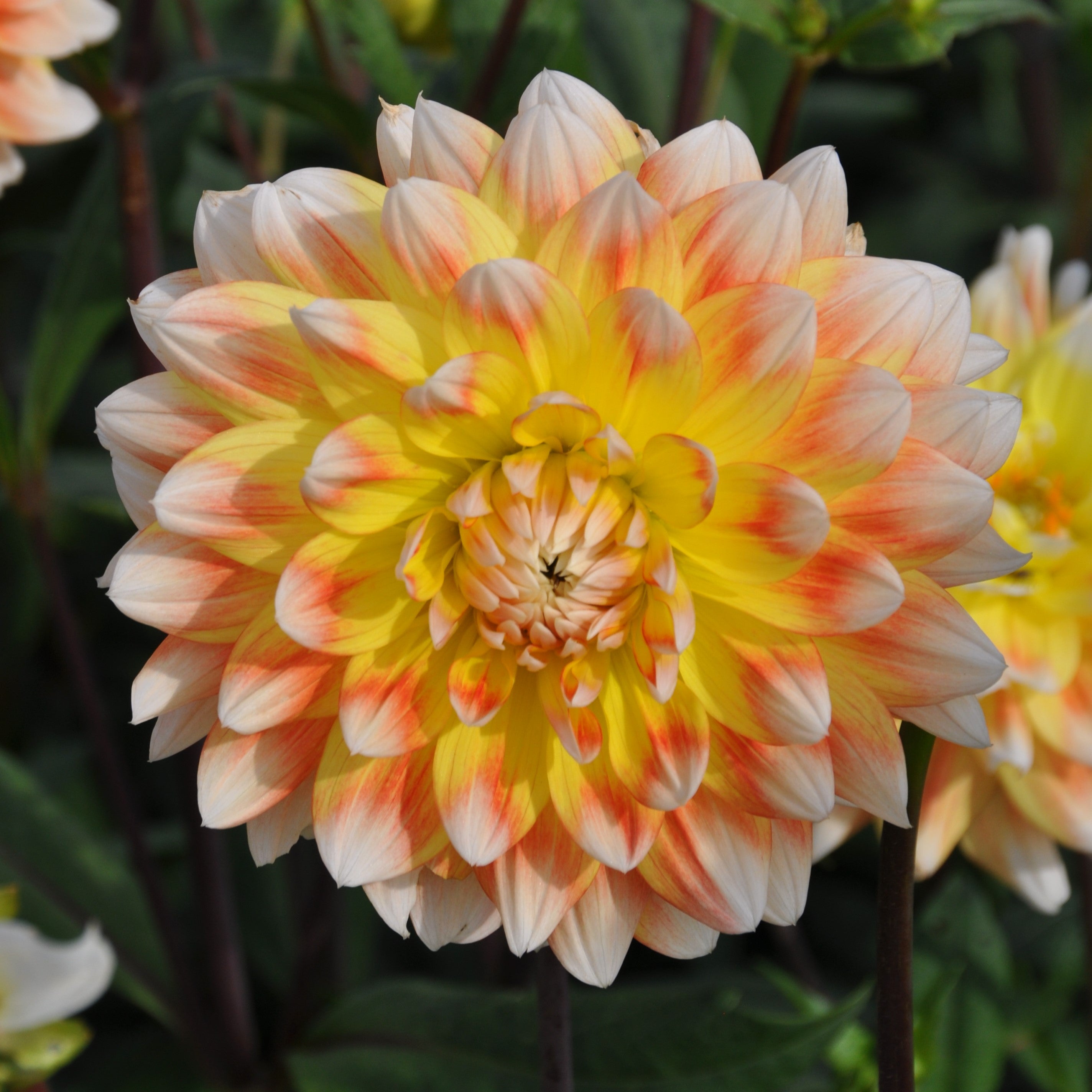 Dahlia 'Peaches And Cream'