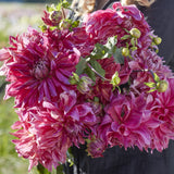 Dahlia 'Penhill Dark Monarch'