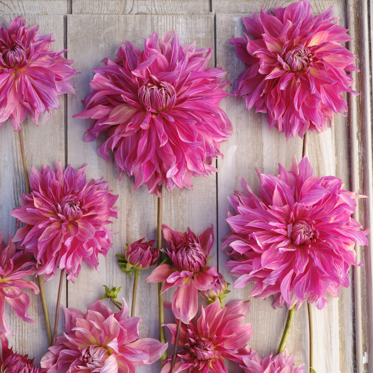 Dahlia 'Penhill Dark Monarch'