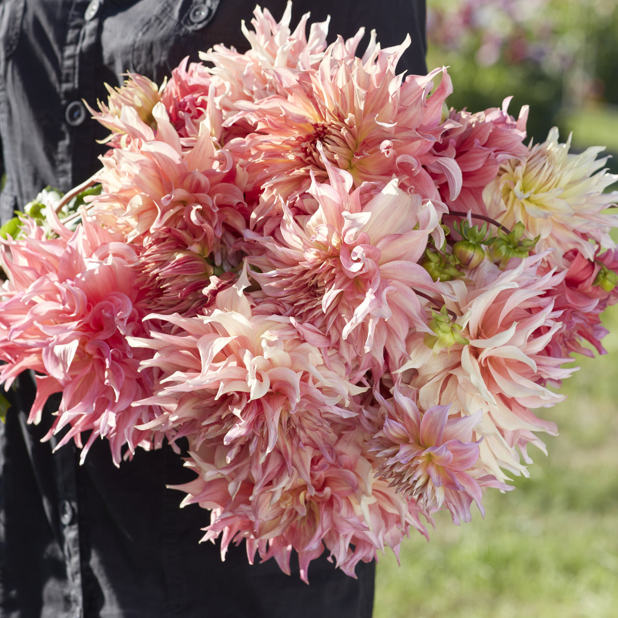 Dahlia 'Penhill Watermelon'