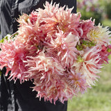 Dahlia 'Penhill Watermelon'