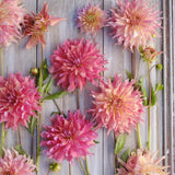 Dahlia 'Penhill Watermelon'