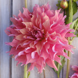 Dahlia 'Penhill Watermelon'
