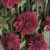 Dahlia 'Perch Hill'