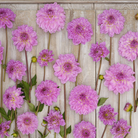Dahlia 'Pink Ardour'