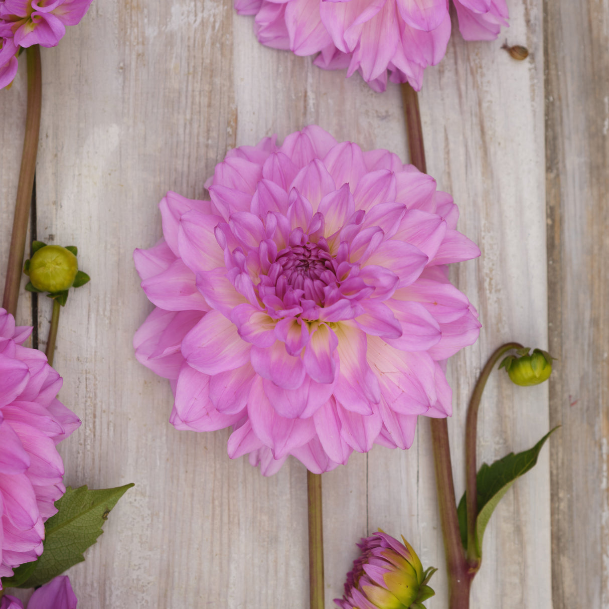 Dahlia 'Pink Ardour'