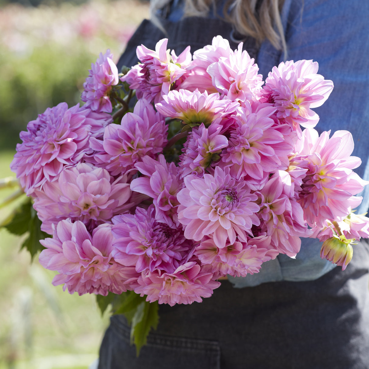 Dahlia 'Pink Ardour'